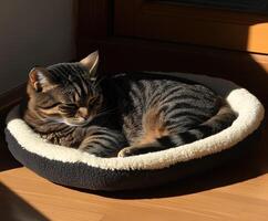 Cat lounging contentedly in a cozy bed by the sunny window indoors photo