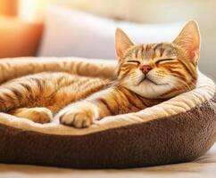 Cat peacefully resting in its bed indoors during the afternoon photo