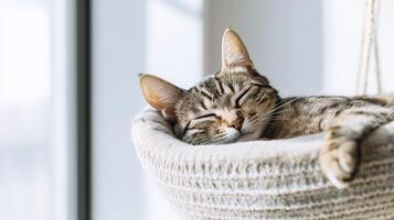 Cat resting peacefully in a cozy bed indoors during the day photo