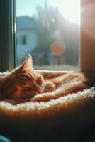 Quiet orange cat resting peacefully in its bed by the sunlit window photo