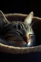 Cat resting peacefully in a cozy bed indoors during the day photo