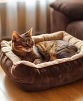 Cozy cat resting peacefully in its bed indoors photo