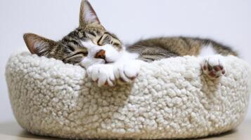 Cat peacefully resting in a cozy bed indoors during the afternoon photo