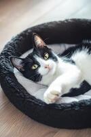 Cat resting comfortably in a cozy indoor bed during the day photo