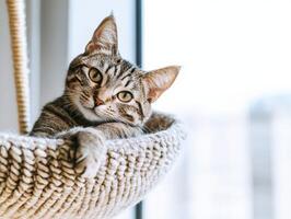 Cat resting comfortably in a cozy bed indoors during the day photo