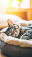 Cat resting peacefully in cozy bed indoors during daylight hours photo