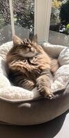 Cat resting peacefully in a cozy bed indoors on a sunny day photo