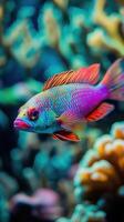 Colorful fish swimming in a vibrant coral reef during daytime photo