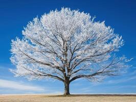 Frost-covered tree stands alone against a clear blue sky photo