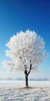 Frost-covered tree stands alone in a winter field under a clear sky photo