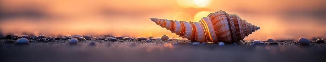 Orange and white seashell resting on the beach at sunset photo