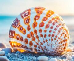 Orange and white seashell resting on a sandy beach at sunset photo