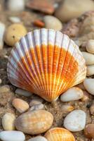 Orange and white seashell lying on sandy beach among pebbles photo