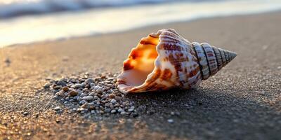Orange and white seashell resting on sandy beach at sunset photo