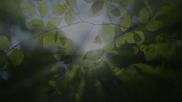 Closeup of green leaves with soft focus, creating a serene atmosphere in nature video