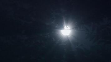 Moonlight through trees creates eerie atmosphere with captivating shadows and mysterious glow video