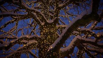 A serene winter evening with a snowcovered tree adorned with lights creates a magical atmosphere video