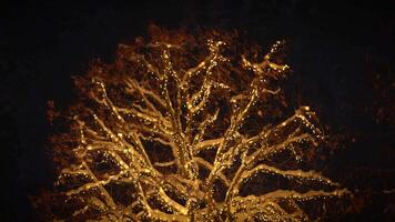 Admiring a Stunningly Illuminated Tree at Night, Covered in Lights, creates a magical atmosphere video