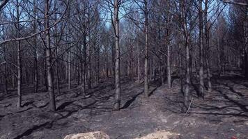 drone view in a pine forest burnt by a forest fire video