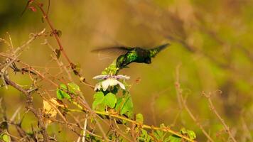 Bird Wildlife - Hummingbird in Super Slow Motion 4K 120fps video