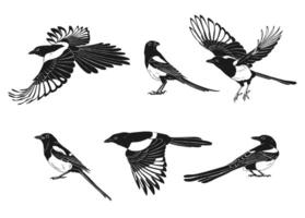 Magpie, flying bird, set. Hand drawn illustration on white background vector