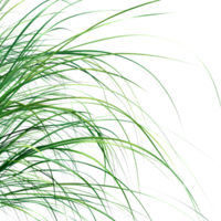 Close-Up of Lush Green Botanical Foliage with Intricate Leaf Patterns and Vibrant Colors png