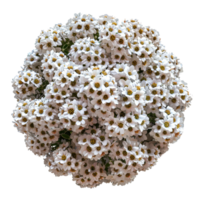 Beautiful Cluster of White Flowers in Full Bloom - Perfect for Botanical and Nature-Themed Projects png