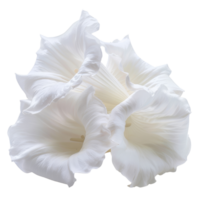Elegant White Flowers with Delicate Petals in a Botanical Setting - Perfect for Nature and Floral-Themed Designs png