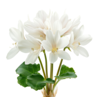 Elegant White Botanical Flowers with Green Leaves on Isolated Background for Nature and Floral Design png