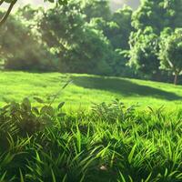 Morning Sunlight Illuminates a Lush Green Meadow Surrounded by Trees photo