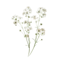 Delicate White Baby's Breath Flowers Isolated on Transparent Background for Botanical and Floral Design Projects png