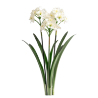 Elegant White Botanical Flower with Lush Green Leaves on Transparent Background for Nature and Floral Design Projects png