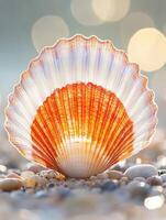 Orange and white scallop seashell resting on the beach at sunrise photo