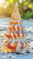 Orange and white seashell resting on sandy beach during sunset photo