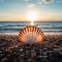 Orange and white seashell resting on sandy beach at sunset photo
