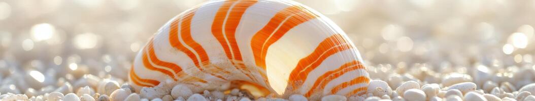 Orange and white seashell resting on sandy beach during daylight photo