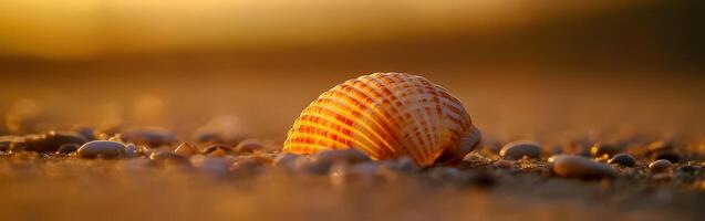 Orange and white seashell lying on the sandy beach at sunset photo