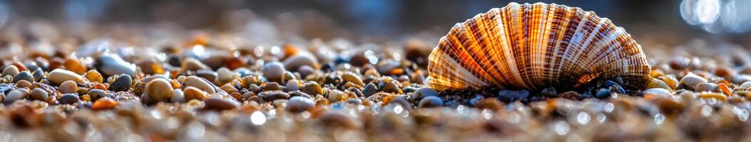 Orange and white seashell resting on the sandy beach at sunset photo