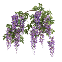 Beautiful Botanical Wisteria Flowers in Full Bloom with Lush Green Leaves on a Branch png