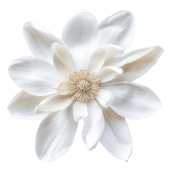 maravilloso de cerca de un blanco flor florecer con detallado pétalos y central estambre en lleno floración png