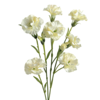 Elegant White Carnation Flowers on Stems - High-Resolution Botanical Stock Photo for Nature and Floral Design Projects png