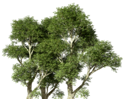 Hard wood jungle trees realistic growth on transparent backgrounds 3d render png