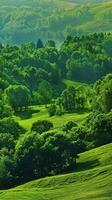 Morning Light Over a Lush Green Meadow Surrounded by Trees photo