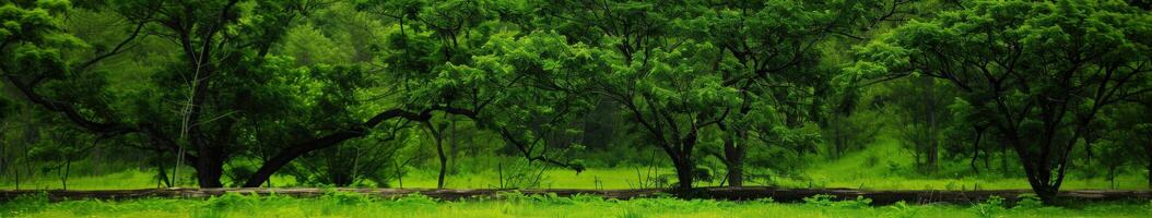 Morning Serenity in a Vibrant Green Meadow With Lush Trees photo