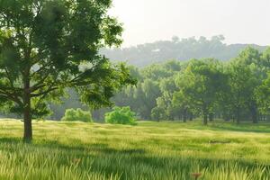 Morning Light Illuminates a Serene Green Meadow Surrounded by Lush Trees photo