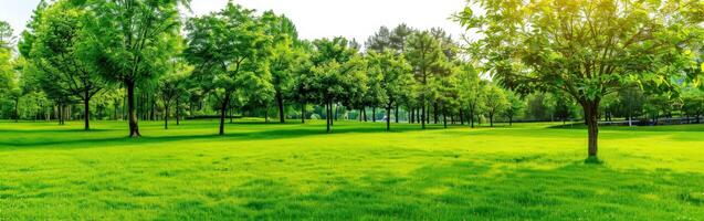 Morning Sunlight Illuminates Green Meadow With Lush Trees photo
