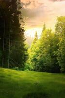 Golden Sunset Over Lush Green Meadow Surrounded By Towering Trees photo