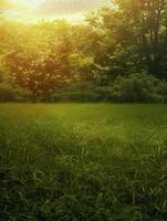 Lush Green Meadow Bathed in Golden Sunset Light photo