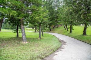 Walkway pass through the big trees. photo
