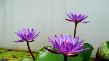 Group of puple lotus. photo